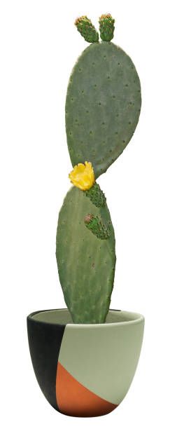 istock Cactus with yellow flower isolated on white background 826696504