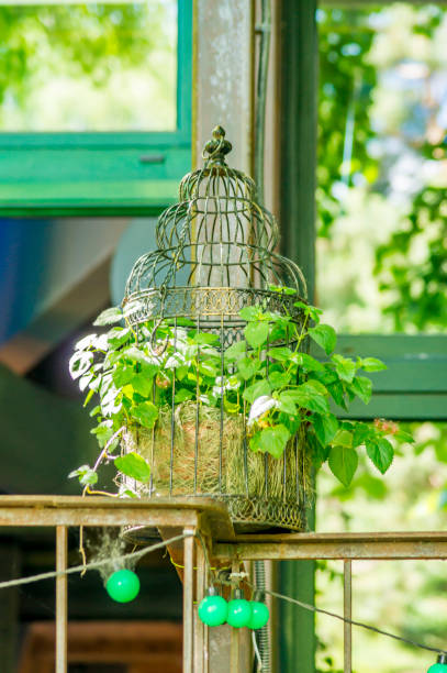 istock decorative cage with flowers in cafe 826696858