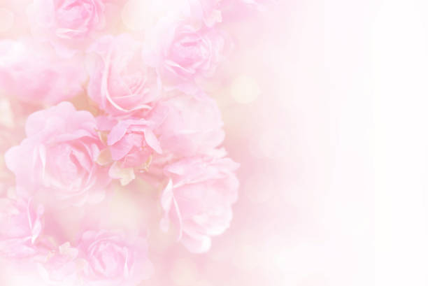 istock pink roses flower vintage background for special events 826712872
