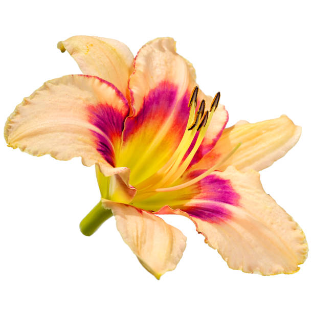 istock day lily flower isolated on white background 826713148