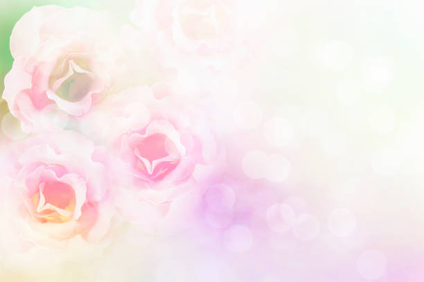 soft pink roses flower vintage pastel and filter background with copy space
