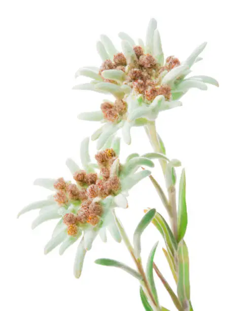 Edelweiss flowers isolated over white. Leontopodium alpinum