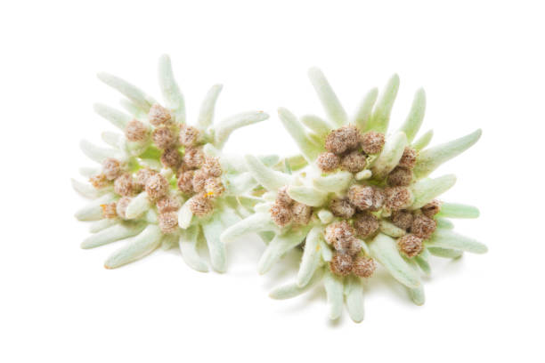istock Edelweiss flowers isolated over white 826714030
