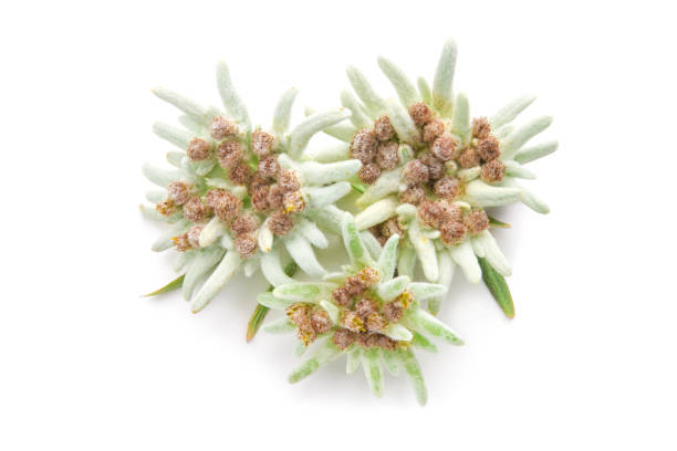 istock Edelweiss flowers isolated over white 826714032