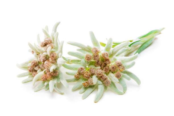 istock Edelweiss flowers isolated over white 826714044