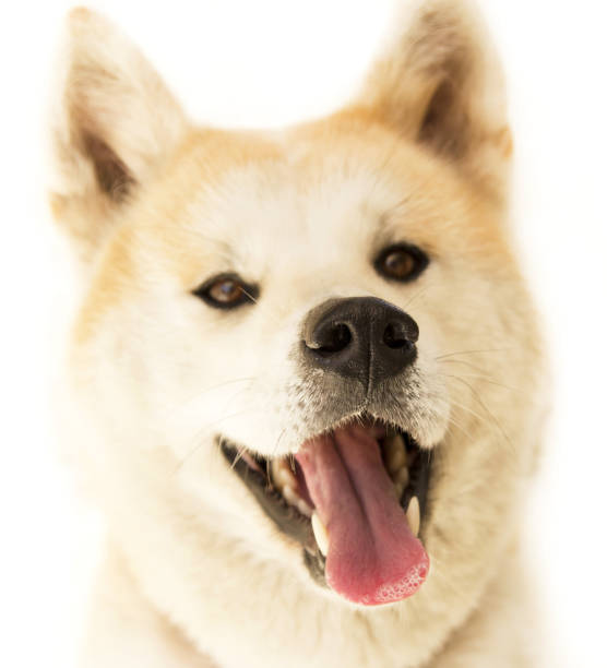 istock Akita inu dog 826717558