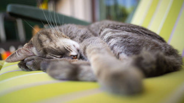 istock Lazy domestic gray cat lying on one side and napping twisted. Shot outdoors with very shallow depth of field, focused on the eyes. 826719984