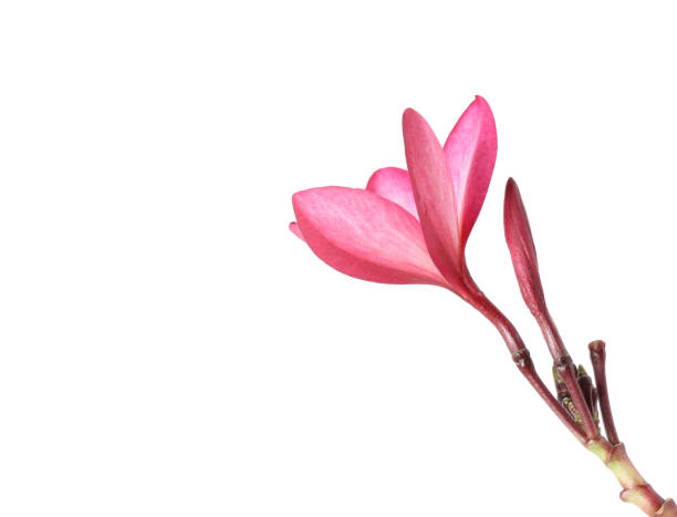 istock beautiful Plumeria flower white background 826720026