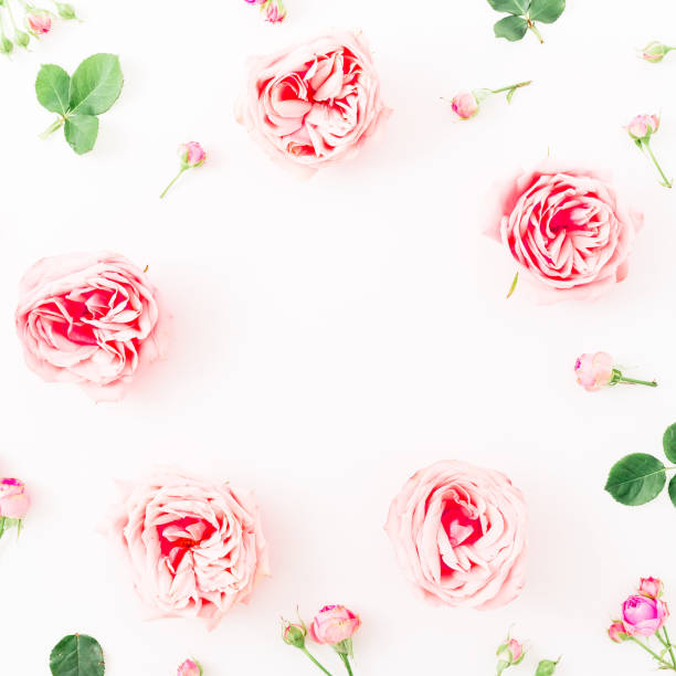 istock Floral round frame with pink roses and leaves on white background. Flat lay, top view. 826720242