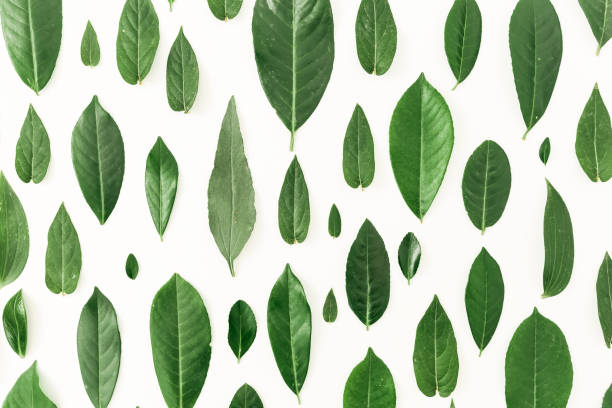 istock Creative pattern made of green leaves on white background. Flat lay. Top view 826720280