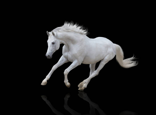 istock white horse runs isolated on black background 826720374
