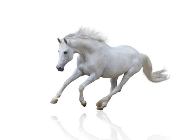 istock white horse runs isolated on white background 826720376