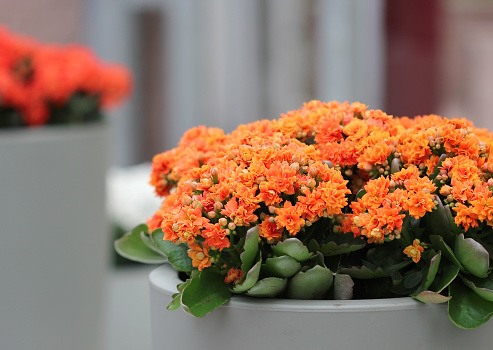 The ceramic flowerbed with kalanchoe flowers