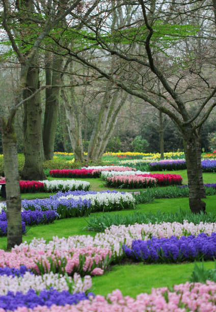 istock The spring park with many colorful flowerbeds 826720842