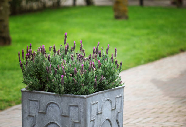 istock The stone flowerbed with purple lavender flowers 826720882