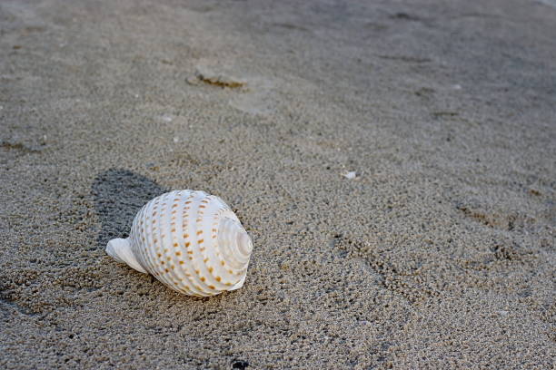 istock Beautiful white shell on dark sandy on the tropical beach for background. 826724986