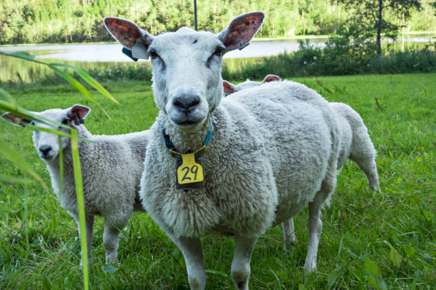 mouton - lamb merino sheep sheep focus on foreground photos et images de collection