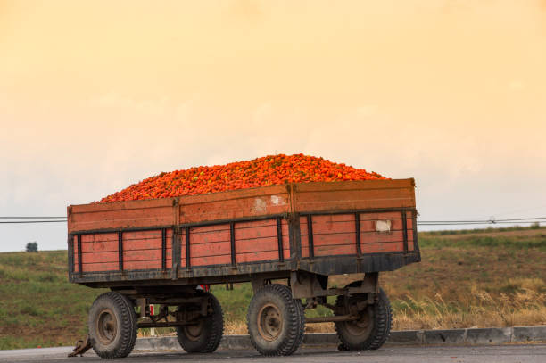 istock Organic tomatoes collected for paste factory at bandirma balikesir turkey 826728122