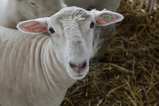 Baby Merino Sheep enjoying the sunshine in a paddock