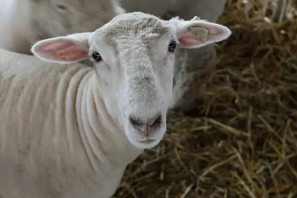 Sheeps face