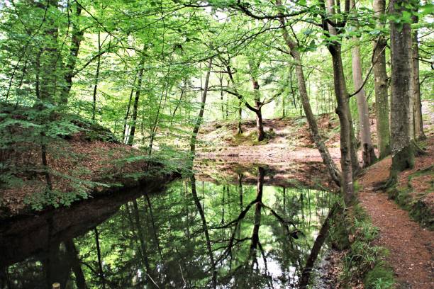 istock Lake in wood 826732722
