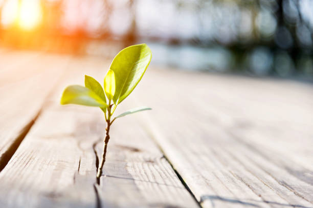 istock Young plant come from the wooden floor 826737174