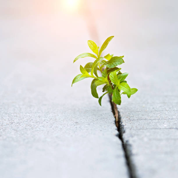istock Young plant growing out of concrete 826737370