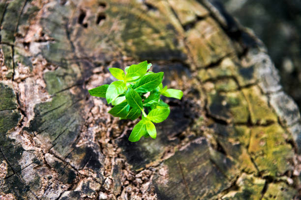 istock New life from old stump 826737380