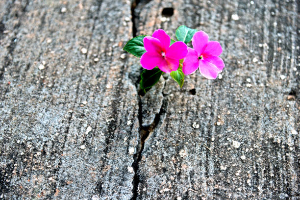 istock Wild flower growing out of concrete cracked 826740328