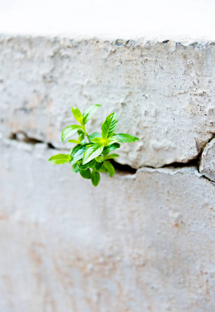 istock Young plant growing in a concrete wall 826740776