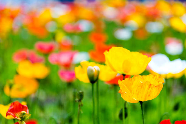 Field with colorful corn poppy flowers.