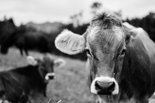 Cow Close-up Cattle, large domestic animal, ranch hoofed mammal photos stock pictures, royalty-free photos & images