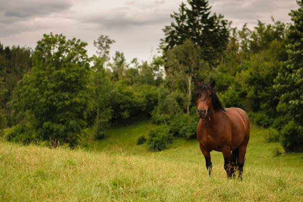 istock Horse in the Field 826743948