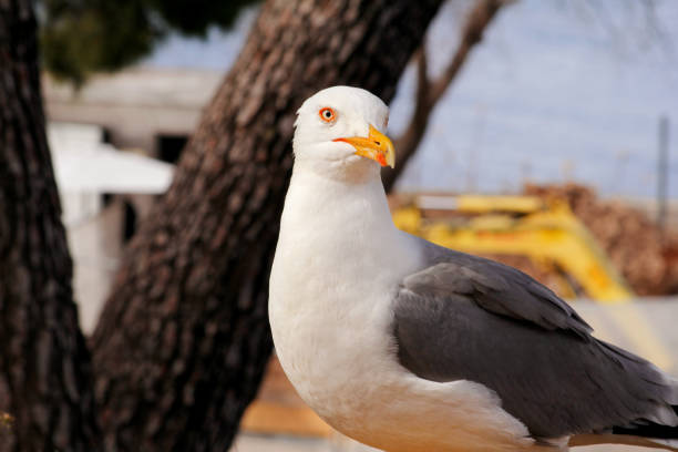istock Seagull close shot and resting on dock. Seagull standing on the grass and rest with a beautiful natural environment in the background. Seagull close shot and posing of the camera. 826748578