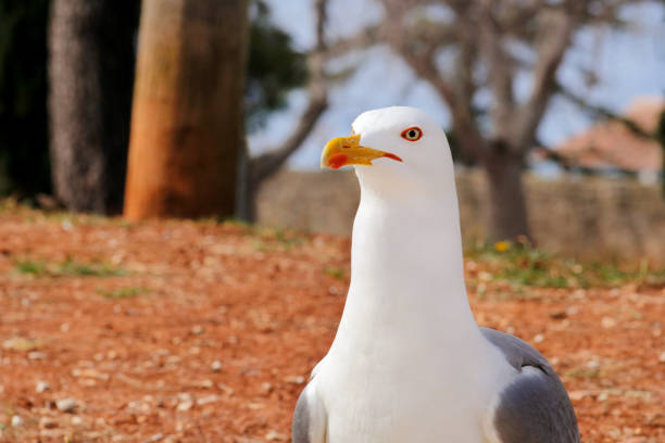 istock Seagull close shot and resting on dock. Seagull standing on the grass and rest with a beautiful natural environment in the background. Seagull close shot and posing of the camera. 826748594