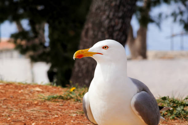 istock Seagull close shot and resting on dock. Seagull standing on the grass and rest with a beautiful natural environment in the background. Seagull close shot and posing of the camera. 826748596