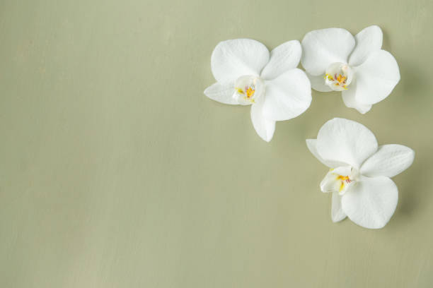 istock Phalaenopsis orchid flowers on green background 826751544