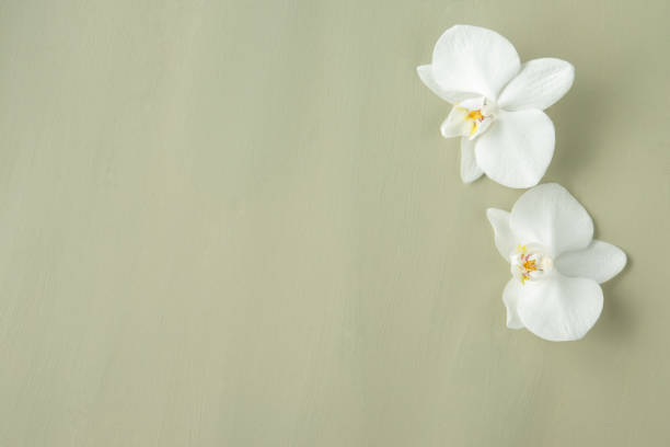 istock Phalaenopsis orchid flowers on green background 826751592