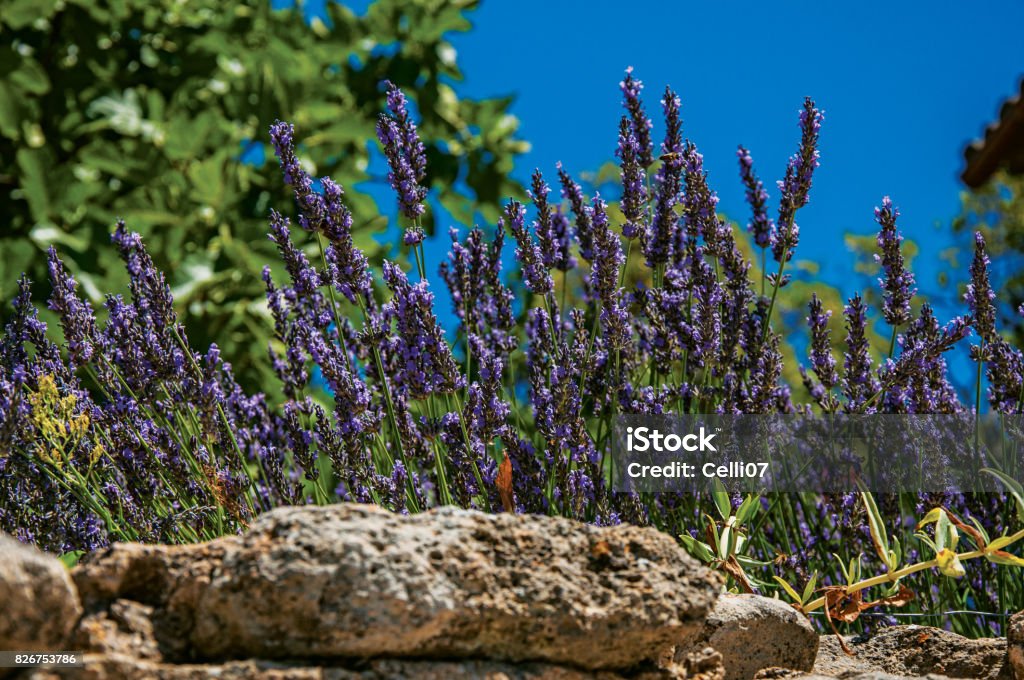 Close-up of lavender flowers under sunny blue sky in Ménerbes. Close-up of lavender flowers under sunny blue sky in the historical village of Ménerbes. Located in the Vaucluse department, Provence-Alpes-Côte d'Azur region, in southeastern France Agriculture Stock Photo