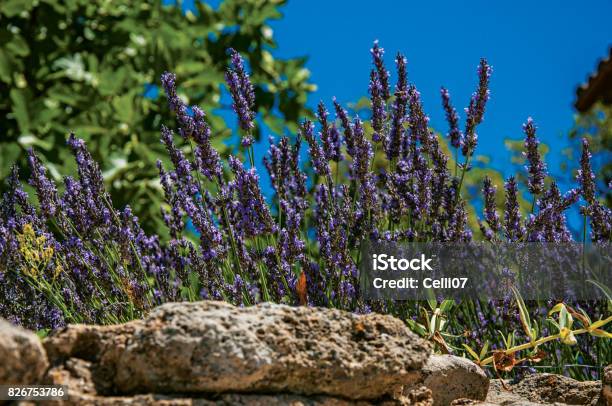 Closeup Of Lavender Flowers Under Sunny Blue Sky In Ménerbes Stock Photo - Download Image Now