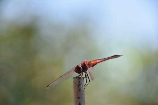 Damselfly