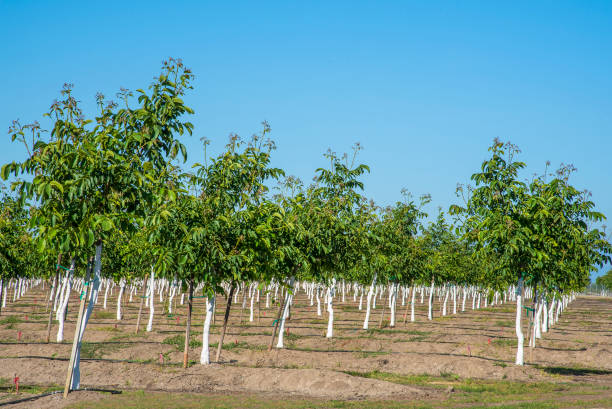 Young walnut trees Walnut orchard in the upper Sacramento Valley near Red Bluff, California. walnut grove stock pictures, royalty-free photos & images