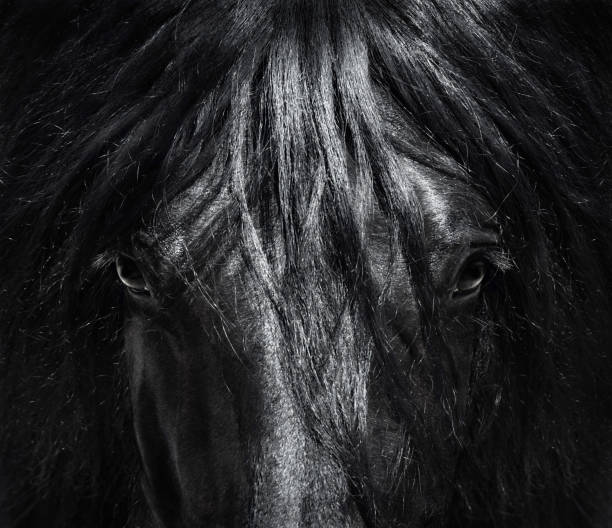 Portrait close up Spanish purebred horse with long mane. Black-and-White photo. Portrait close up Spanish purebred horse with long mane. Black-and-White photo. Can be used for decoration, interior print. animal mane photos stock pictures, royalty-free photos & images