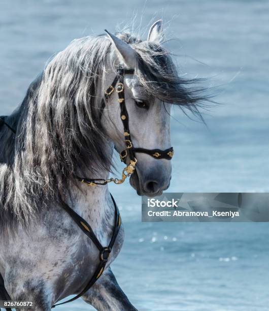 Portrait Close Up Spanish Purebred Gray Horse With Long Mane Stock Photo - Download Image Now