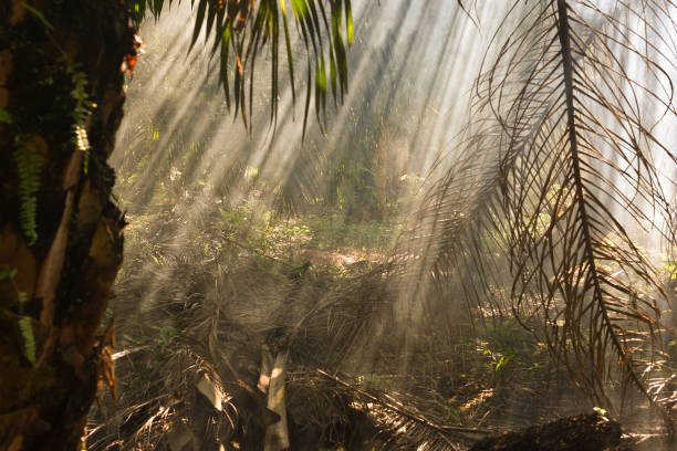 istock Palm Oil farm with ray of light 826763356