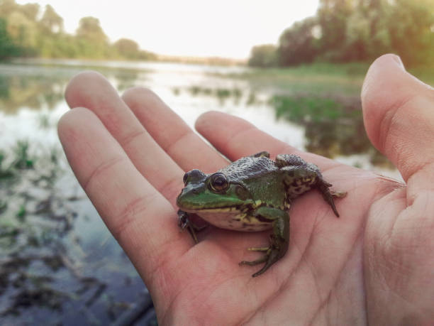 istock Little frog sitting on the hand 826770684