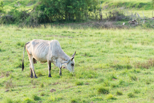 istock Brahman cow in Martinique, Caribean 826774430