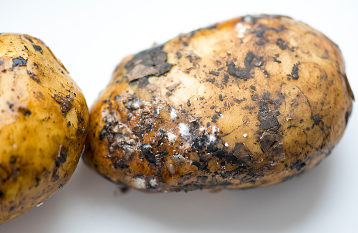 Close-up of rotten potatoes on white table
