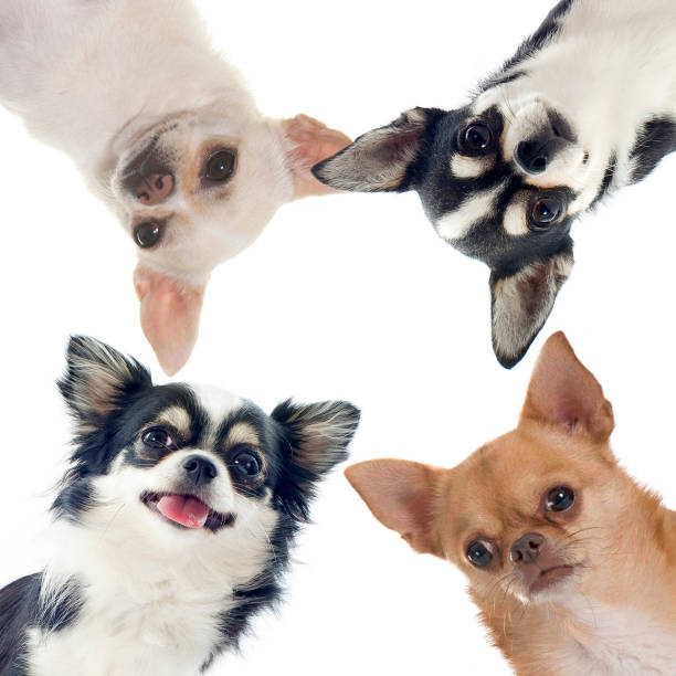 istock group of chihuahuas 826777898