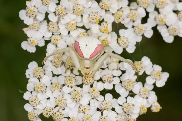 A Goldenrod Crab Spider waiting for prey on some yarrow flowers.